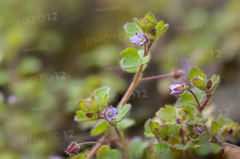 Ivy honorary prize, ivy leaf honorary prize, plantaginaceae, Veronica hederifolia, plantain plants, flora, ivy-leaved speedwell, plants, plants