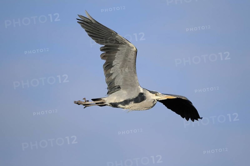 Grey heron flying