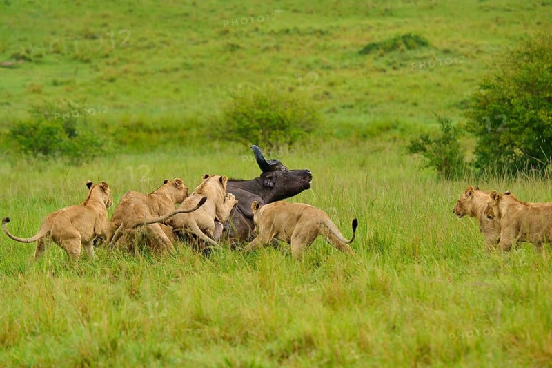 A pride of lions hunts an exhausted buffalo on the savannah: lion (Panthera leo), Cape buffalo (Syncerus caffer), Masai Mara National Reserve, Narok County, Kenya