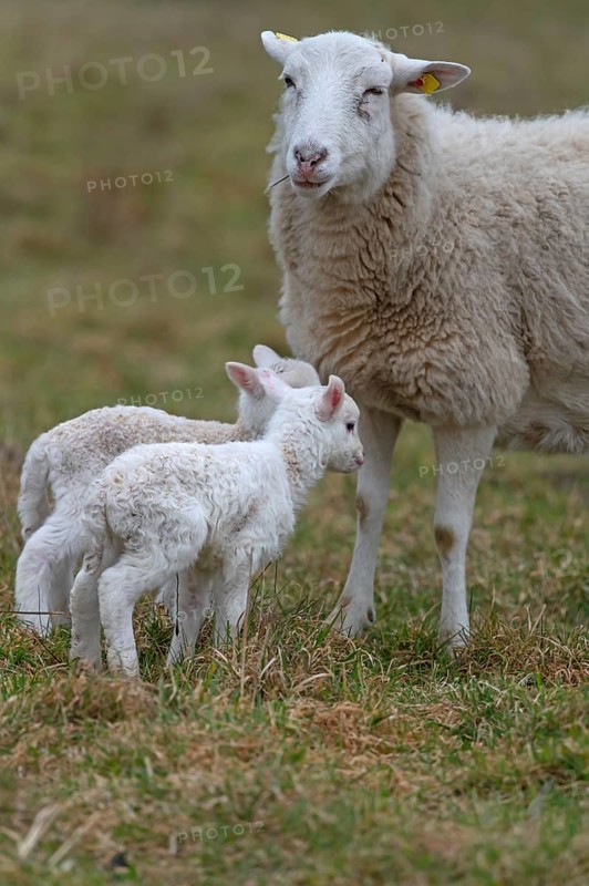 Sheep, Moorschnucke with their two lambs, Othenstorf, Mecklenburg-Western Pomerania, Germany