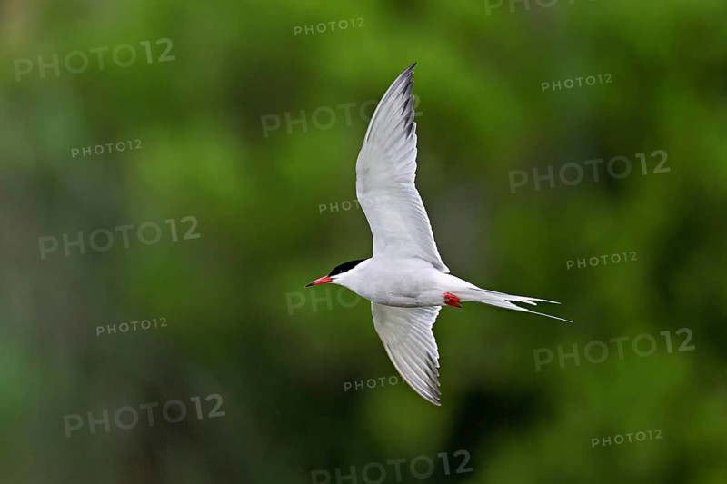 Common tern (Sterna hirundo), in flight, Saintes-Marie-de-la-Mer, Camargue, southern France, France