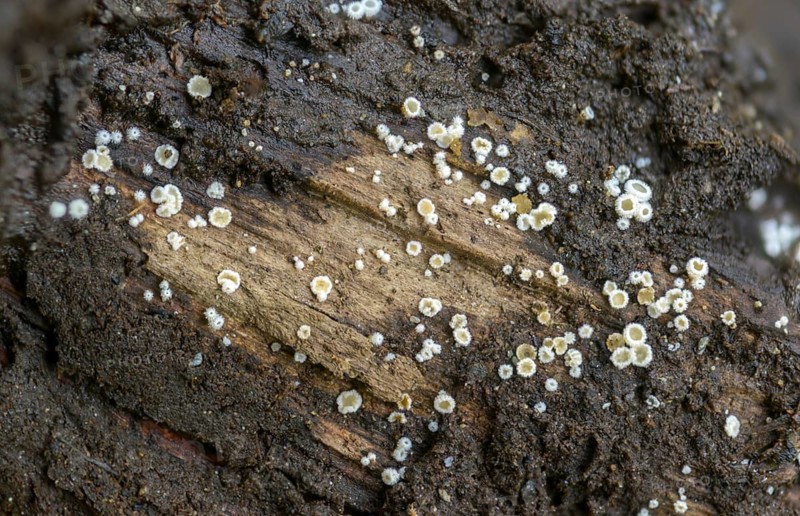 Dasyscyphus virgineus, common maiden whitehair cup, hyaloscyphaceae, maiden whitehair cup, lachnum agaricinum, lachnum virgineum, tubing mushrooms, white hair cup, fungi, fungi, mushrooms