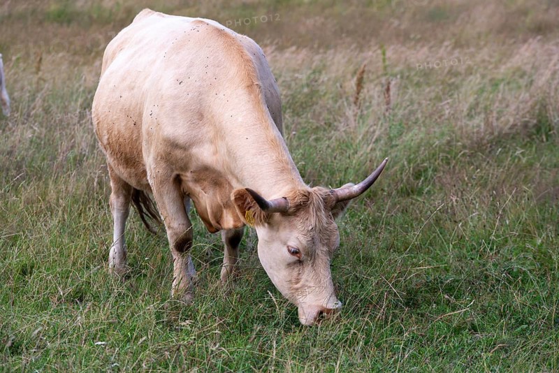 Artiodactyla, Bos Primigenius Taurus, cattle, even-toed ungulate, Germany, Großer Schwerin, domestic cattle, Mecklenburg, cloven-hoofed animals, grazing, domesticated animals, extensive grazing, pet, cow, mammals, Müritz, nature reserve, cattle, mammals, willow, wild pastures