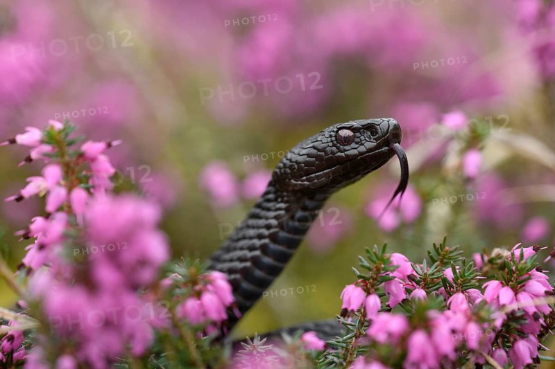 Animals, reptile, snake, snakes, viper, black adder among snowheath, flowers, Vipera berus)