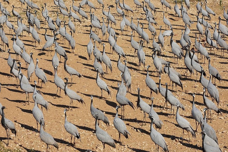 Maiden cranes off the village of Kheechan, West Indian Desert, India. Demoiselle cranes at the village of Kheechan. India