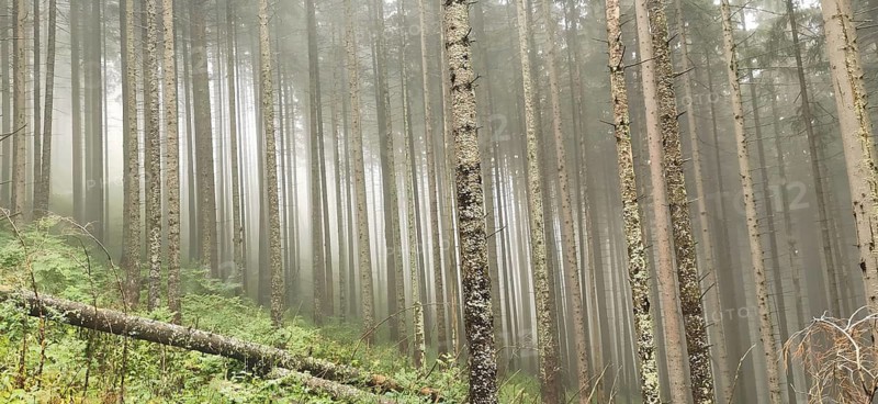 Dense coniferous forest in fog, with tall trees and a quiet, mystical atmosphere, High Tatras, Carpathian Mountains, Poland