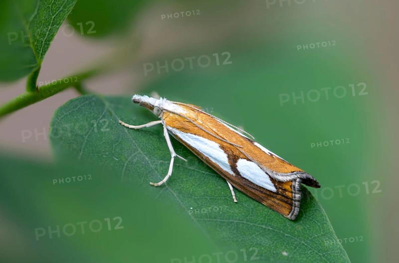 Catoptria pinella, moss moth, pearl grass veneer, dry forest moth, moth, insects, moths, butterflies