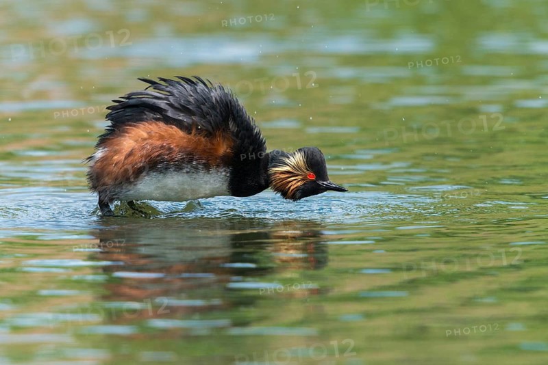 Black-necked grebe, podiceps nigricollis, black-necked grebes, grebes, podicipedidae, divers, birds, waterbirds