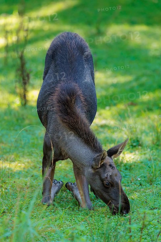 A moose calf (Alces alces) grazes in a green meadow on a sunny day. belarus, china, Czech Republic, Estonia, Finland, Latvia, Mongolia, North America, Norway, Poland, Russia, Sweden, Ukraine