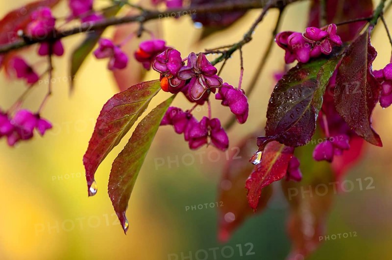 Celastraceae, Euonymus europaea, European Spindle, Common Spindle, Common Spindle, Common Spindle, Pfaffenkapperl, Pfaffenkapperl, Pfaffenkäppchen, Spillbaum, Spindlebse, Autumn, Common Spindle, Flora, Autumn, Plants, Spindle