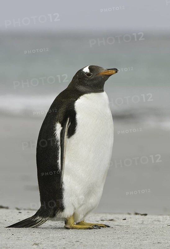 Gentoo Penguin (Pygoscelis papua), Falkland Islands