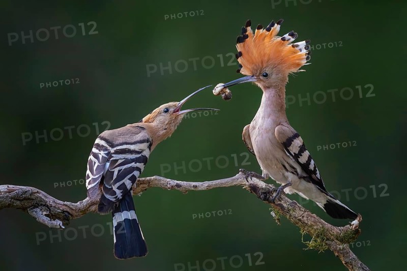 Hoopoe (Upupa epops) – Bird of the Year 2022, Male bringing food to the female, courtship gift, prey, foraging, interaction, pair, pair formation, mating, raised crest, sunrise, interaction, feeding, climate change, Middle Elbe Biosphere Reserve, Saxony-Anhalt, Germany