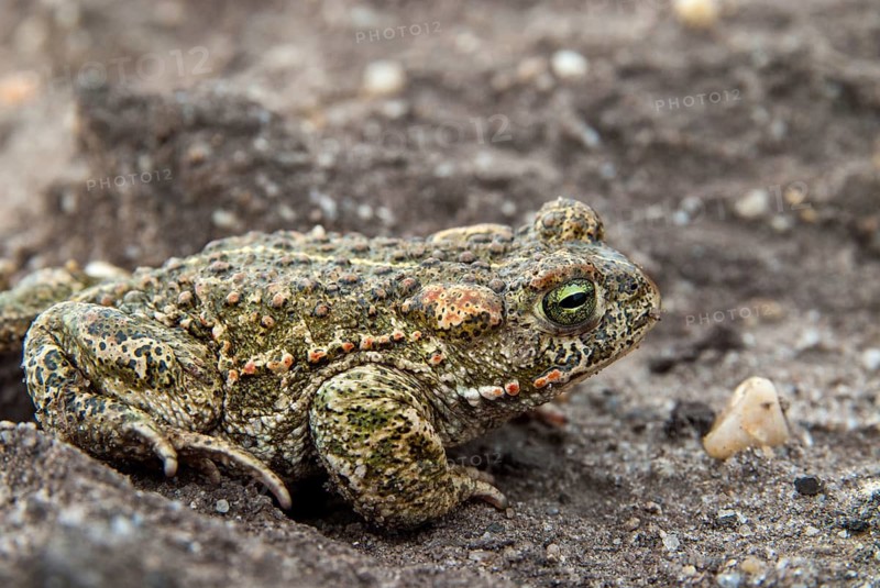 Brandenburg, Bufo Calamita, Epidalea Calamita, Germany, Toad, Nabu, Natterjack Toad, amphibians, amphibians, post-mining landscape, green house, toads, amphibians, toads