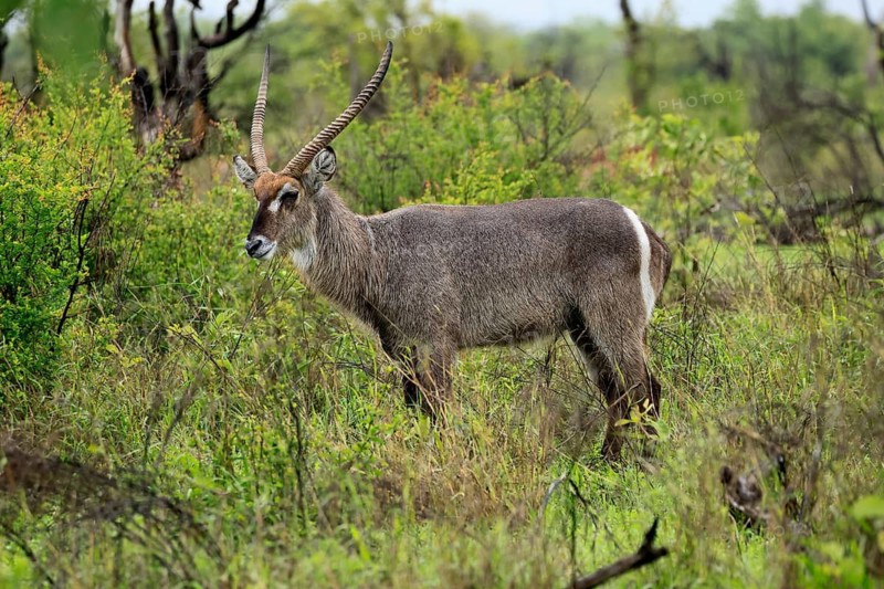 Elliptical waterbuck (Kobus ellipsiprymnus), adult, male, standing, alert, Kruger National Park, South Africa