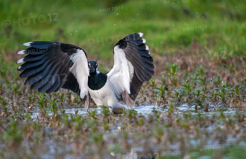 Lapwing, vanellus vanellus, birds, charadriiformes, limikolen, plovers, birds, waders, waders