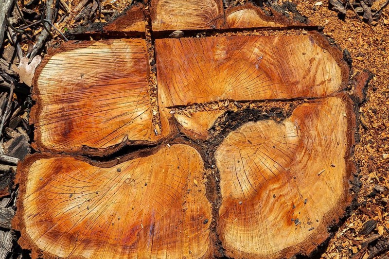 Top view of cut to the ground deciduous tree stump showing saw blade marks and growth rings plus left behind sawdust in spring, Quebec, Canada