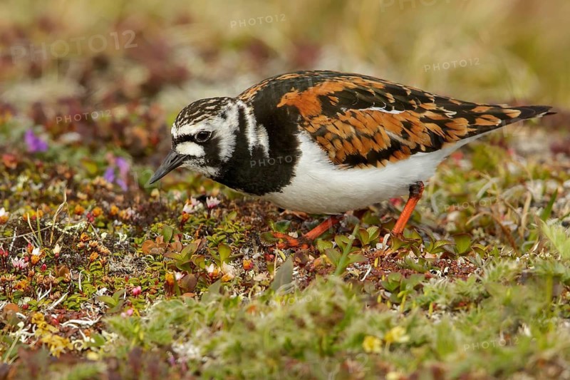 Ruddy Turnstone (Arenaria interpres) perched on the tundra in Nome, Alaska