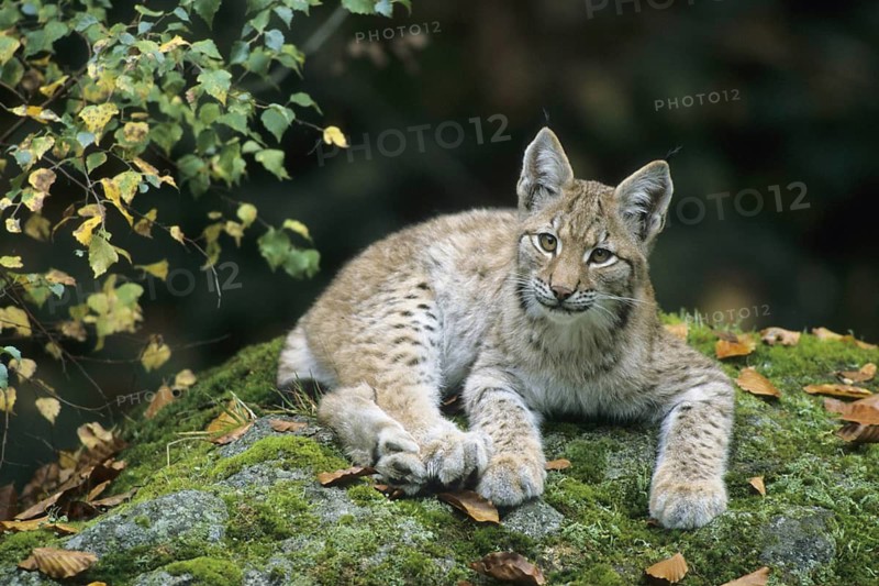 European lynx, European Lynx, Lynx lynx, Bavarian Forest, Bavarian Forest, Germany, Germany, young animal, Bavarian Forest, Bavaria, Germany