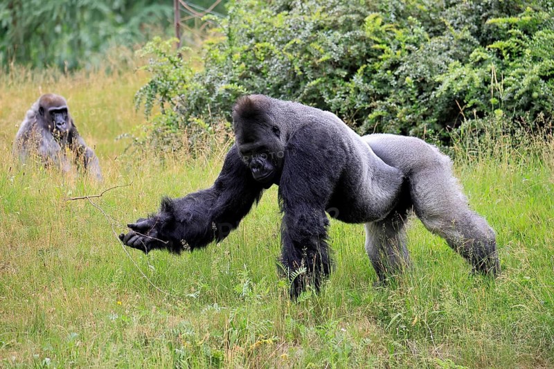 Western gorilla (Gorilla gorilla), adult, male, silverback, on the ground, foraging
