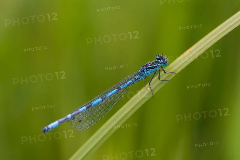 Coenagrion ornatum, ornate flower, azurmaid, Bulgaria, damselflies, dragonflies, insects, dragonflies, male, odonata, zygoptera
