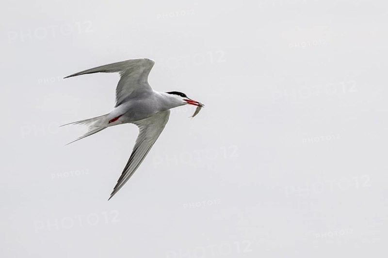 Common Tern (Sterna hirundo), Schleswig-Holstein, Germany