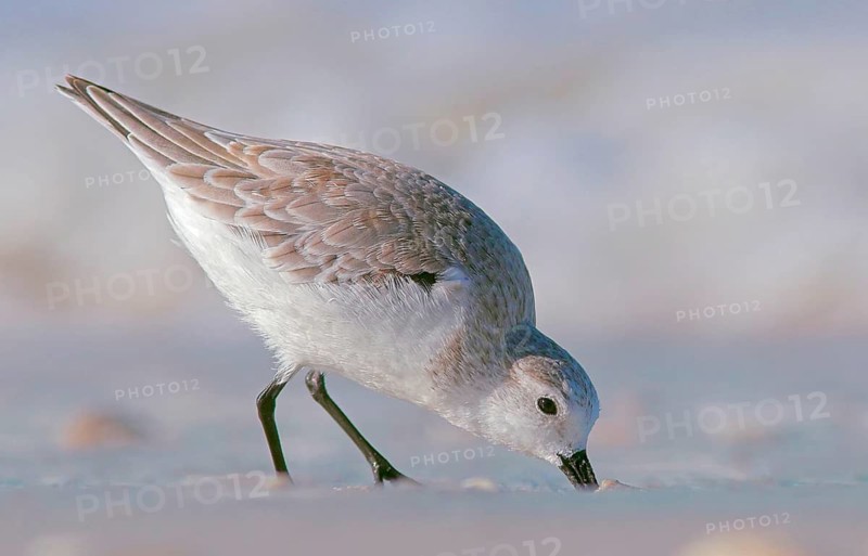 Animals Birds Sanderling, Calidris alba, Florida, United States