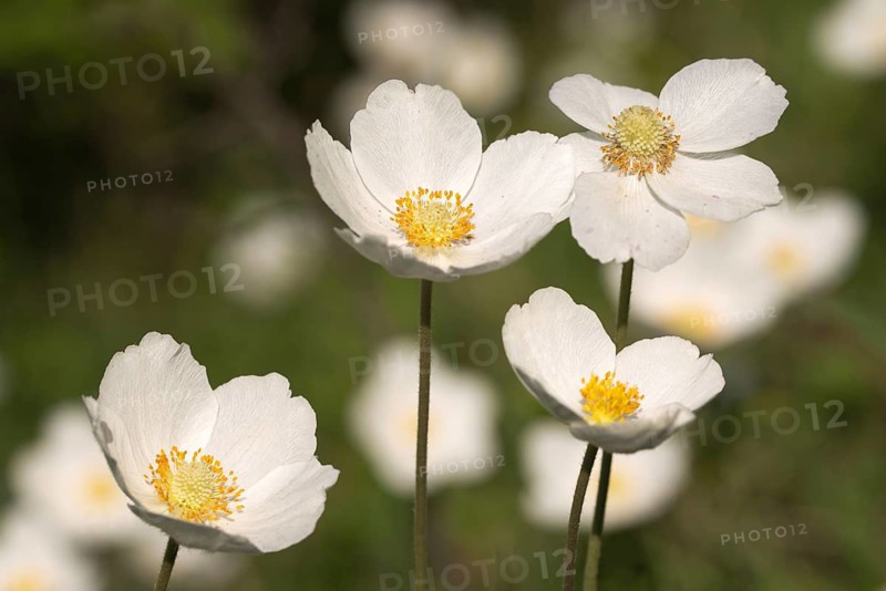 Anemone sylvestris, large anemone, buttercup family, ranunculaceae, forest anemone, anemone, anemone, flora, plants, plants, snowdrop anemone, snowdrop windflower