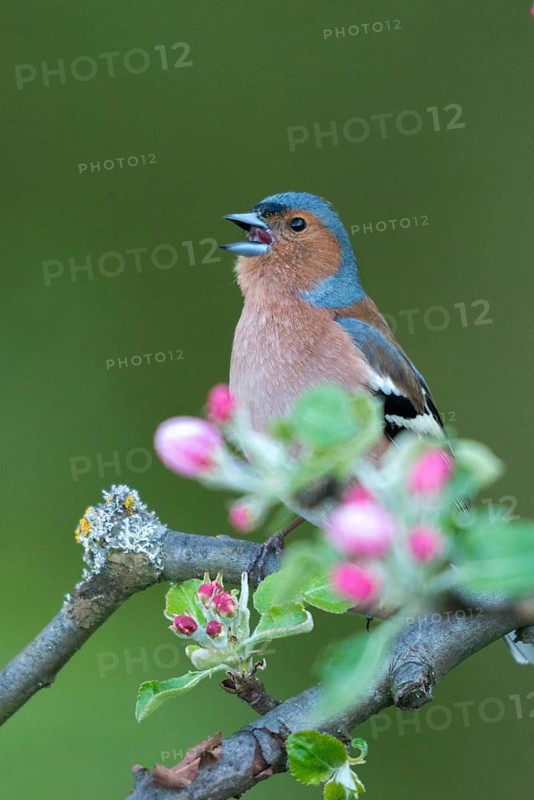 Chaffinch, Fringilla Coelebs, Fruit Tree Blossoms, Birds, Call, Spring, Song, High Size, Portrait Format, Male, Passeri, Call, Singing, Songbirds, Jump, Birds