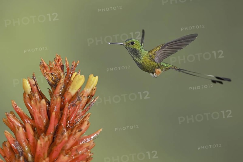 Booted Racket-tail (Ocreatus underwoodii), Ecuador