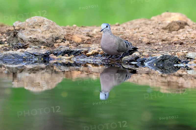 Bronze-spotted Dove (Turtur chalcospilos), adult, by the water, alert, Kruger National Park, South Africa