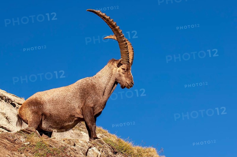 Alpine ibex (Capra ibex), Heiligenblut am Großglockner, Carinthia, Austria