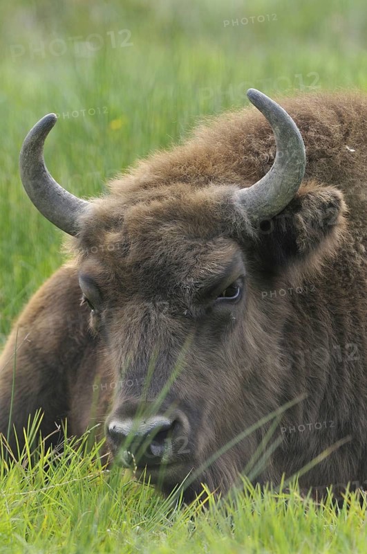Bison