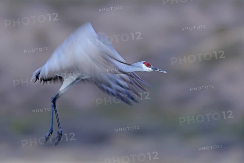 Canada crane launching in front of sunrise. Apache Forest, New Mexico, USA. Sandhill Crane Bosque del Apache, New Mexico, United States of America
