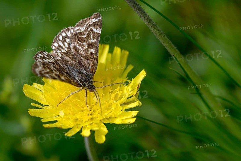 Callistege mi, Euclidia mi, owl moth, mother shipton moth, noctuidae, checkdayule, insects, moths, moths, butterflies