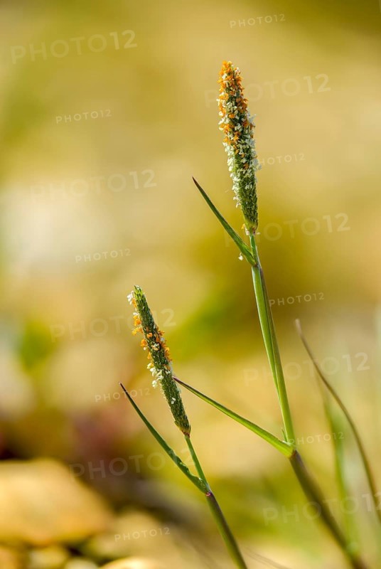 Alopecurus aequalis, short-granned foxtail, orange foxtail, red-yellow foxtail, red-yellow foxtail grass, flora, high size, vertical format, plants, plants