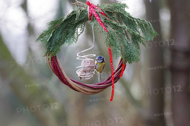 Christmas, decoration, bird seed, blue tit, outdoor view