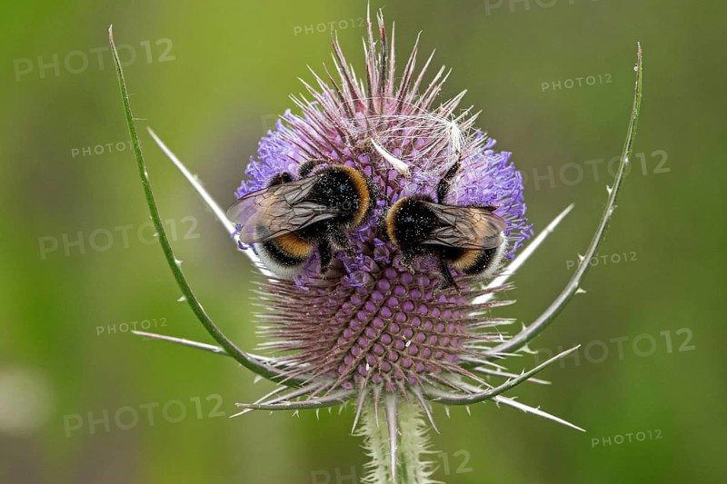Two bumblebees are perched on flowering wild teasel (Dipsacus fullonum), Baden-Württemberg, Germany