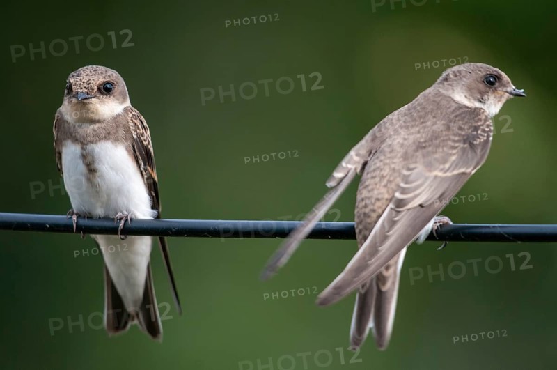 Bank Swallow, Riparia Riparia, Sand Martin, Swallow, Bank Swallow, Birds, Passeri, Songbirds, Birds