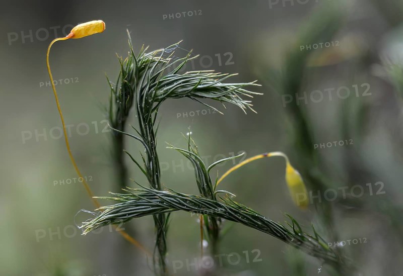 Women's hair moss, polytrichastrum formosum, polytrichum formosum, beautiful woman's hair moss, withertone moss, bank haircap moss, flora, moss, plants, plants