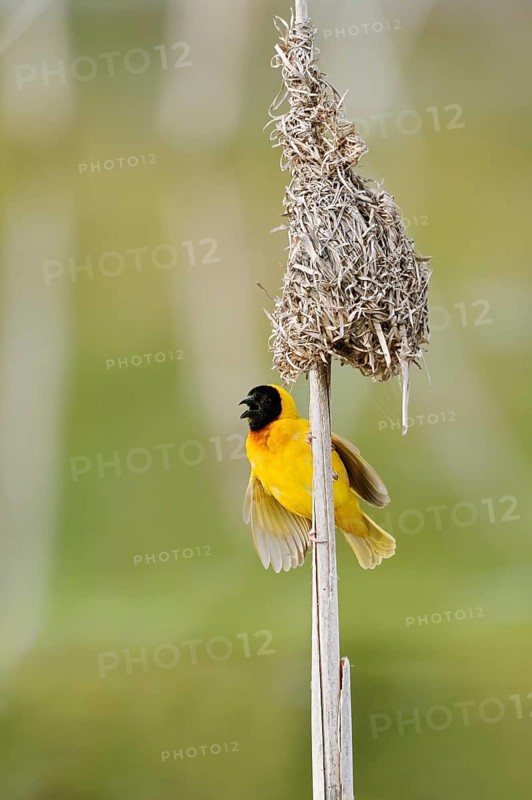 Black-headed weaver (Ploceus melanocephalus, Loxia melanocephala), mating male at the nest, Algarve, Portugal