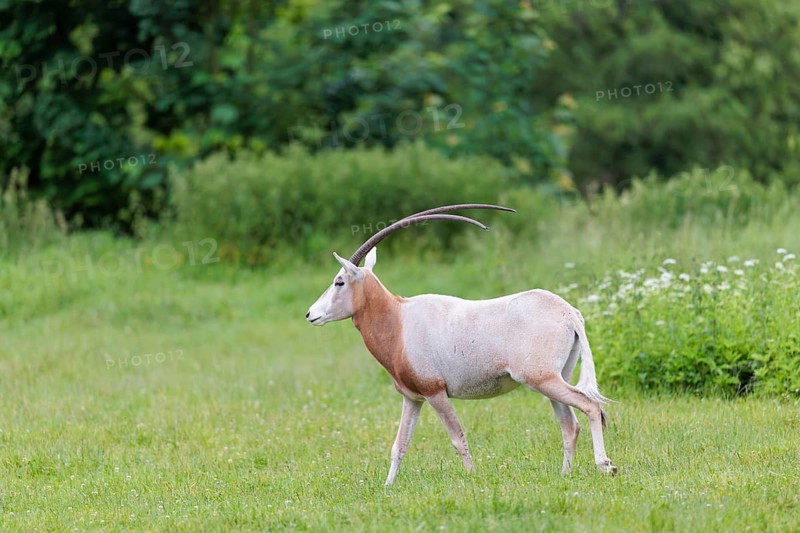 A Scimitar Oryx (Oryx dammah) runs across a green meadow on a cloudy day. Extinct in the wild. Central Sahara, Niger, Chad