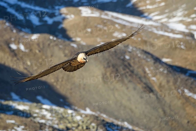 Animals, birds, vultures, A bearded vulture (Gypaetus barbatus) flies along a mountainside, South Tyrol, Italy