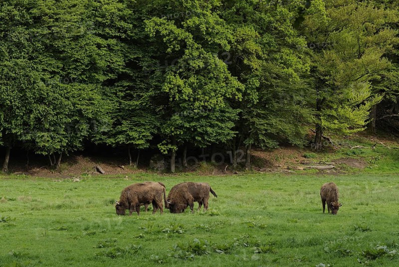 Bison on summer pasture, animals, mammals, bison
