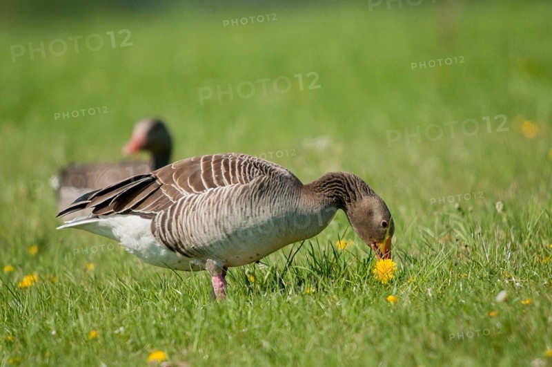 Anser Anser, Greylag or Graylag Goose, Grelag Goose, Anatidae, Birds, Duckbirds, Goose, Geese, Birds, Waterbirds