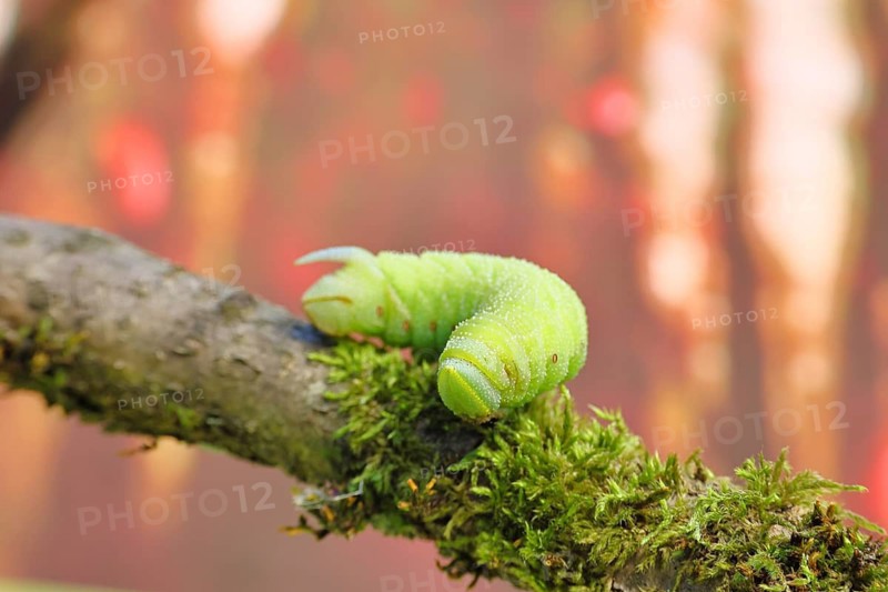 Evening Peacock (Smerinthus ocellata), caterpillar climbing a branch, hawk-moths, insects, moths, butterflies, animals, other animals, Siegerland, North Rhine-Westphalia, Germany