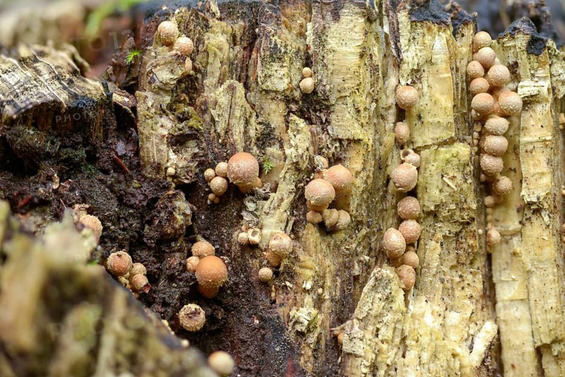 Armillaria ostoyae, Armillaria polymyces, Armillaria solidipes, brown honey mash, dark honey mash, common honey mash, softwood honey mash, fungi, fungi, mushrooms