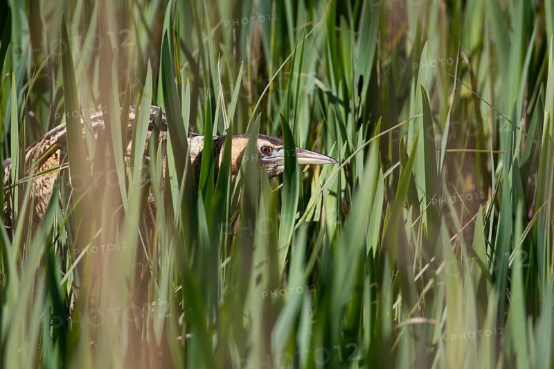Great or Eurasian bittern (Botaurus stellaris) adult bird in a reedbed in spring, RSPB Minsmere nature reserve, Suffolk, England, United Kingdom