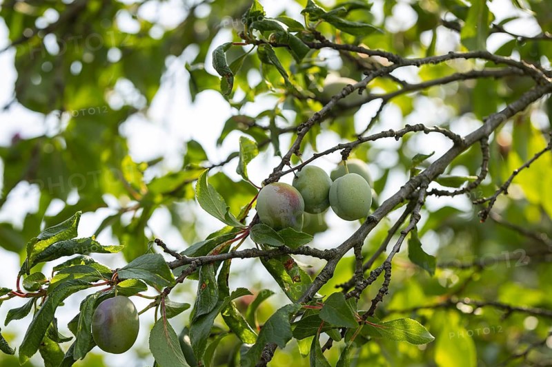 A branch with several green plums (Prunus domestica) and surrounding leaves, Ternitz, Lower Austria, Austria
