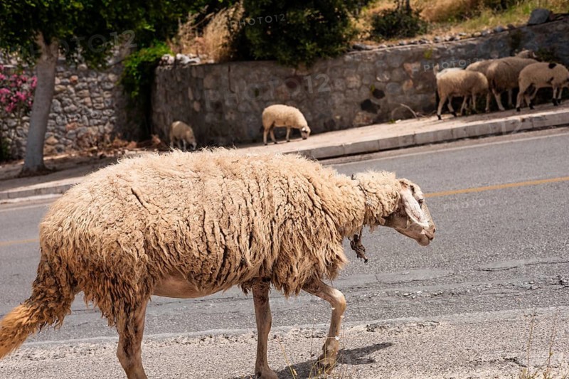 A sheep walks along a road in Bodrum, Turkiye. A flock of sheep grazes in the background. The scene captures rural life in a Mediterranean setting