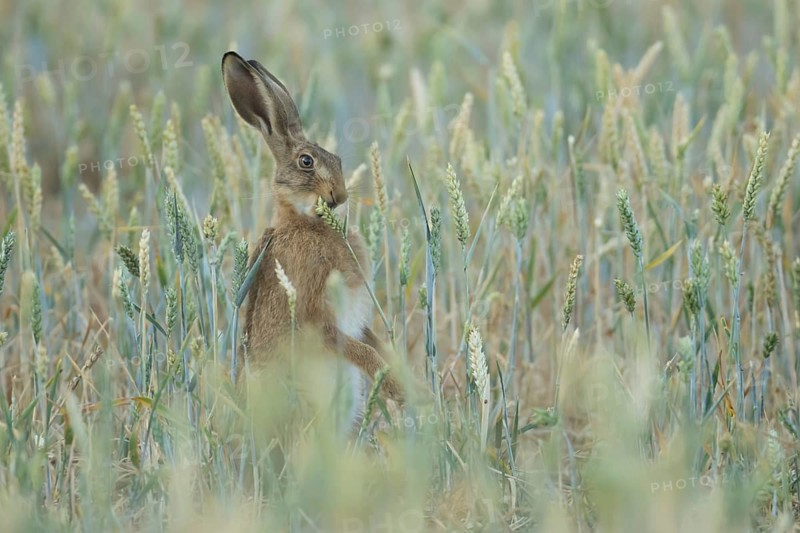 European brown hare (Lepus europaeus) adult animal feeding on a farmland wheat crop sheath in summer, England, United Kingdom